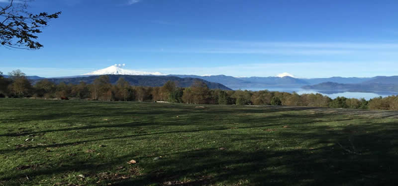 FUNDO CHAURA 574 HECTAREAS. AGRICOLA GANADERO FORESTAL CON VISTA AL LAGO CALAFQUEN