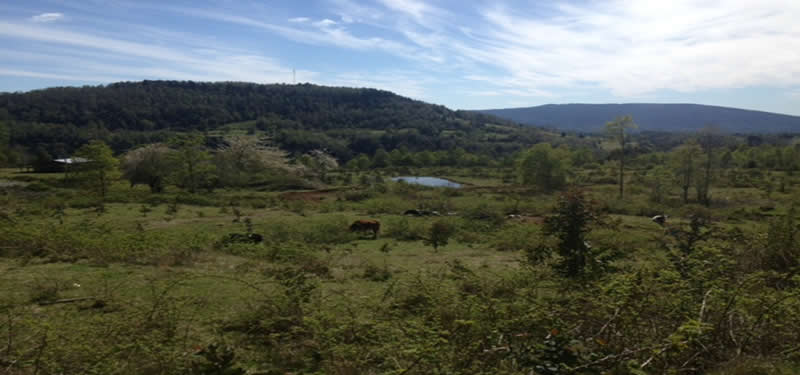CAMPO CHESQUE 74 HAS. SECTOR CHESQUE