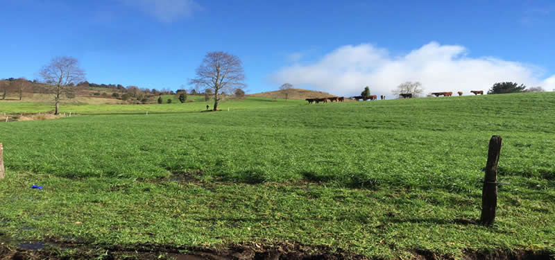 FUNDO CHAURA 574 HECTAREAS. AGRICOLA GANADERO FORESTAL CON VISTA AL LAGO CALAFQUEN