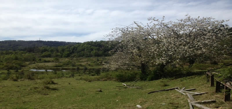 CAMPO CHESQUE 74 HAS. SECTOR CHESQUE