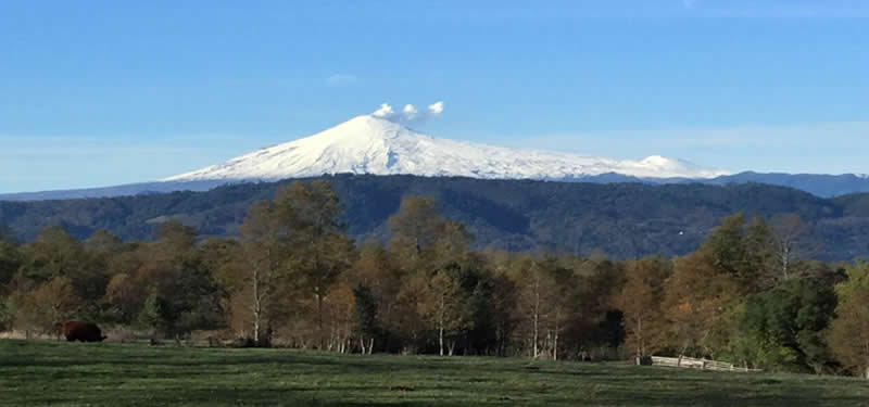 FUNDO CHAURA 574 HECTAREAS. AGRICOLA GANADERO FORESTAL CON VISTA AL LAGO CALAFQUEN